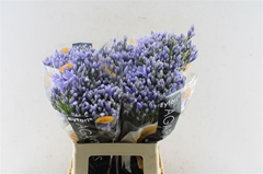 Agap Eyfori Ligh Blu 60cm