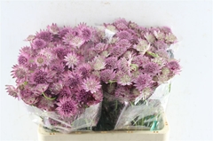 Astr Roma 60cm 33