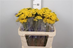 Achil F Park Variety 80cm