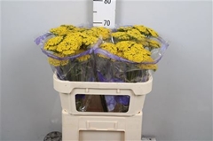 Achil F Park Variety 70cm