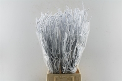 Betula Ov Klb 21% 70cm