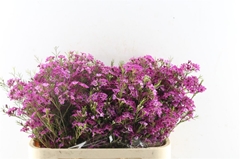 Chame Purple Rain 70cm 70gram 24