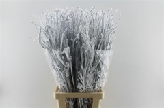 Betula Ov Klb 21% 90cm