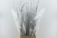 Betula Ov Klb 21% 120cm