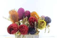 Banksia Speci Kb 21% 40cm