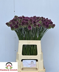 Allium Sphaerocephal