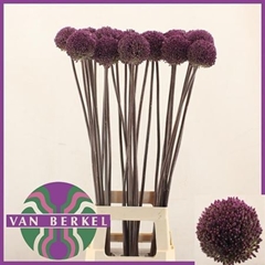 Allium Summer Drumme