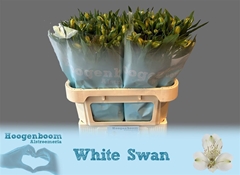 Alstr White Swan 55gr