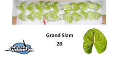 Anth A Grand Slam