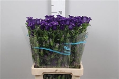 Camp M Champion Blue 70cm