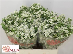 Chame Un Ofir 60cm 35gram 24