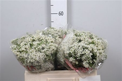 Chame Un Ofir 50cm 20gram 24