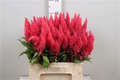 Cel P Royal Pink 60cm