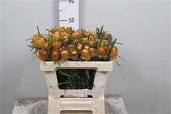 Banksia Formosa 50cm