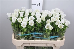 Camp Champion White 70cm