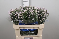 Ast Claudia 75cm 20gram
