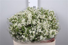 Chame Un Ofir 80cm 90gram 24
