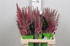 Astil Ch Vision Pink 65cm