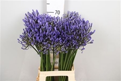 Agap Uri 70cm