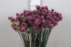 Allium Sphaerocephal 80cm