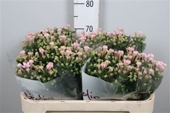 Bou En Sweet Jewel 70cm