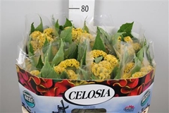 Cel C Act Inca 72cm