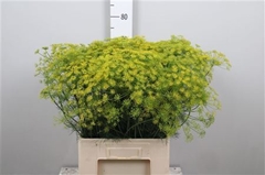Anethum Graveolens 65cm