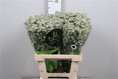 Astr Million Stars 60cm 33