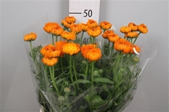 Calend Green Spot Or 50cm
