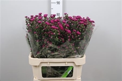 Ast Flash 80cm 30gram