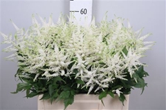 Astil Washington 60cm