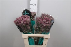 Astr Roma 60cm 33