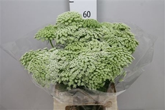 Ammi Visnaga 60cm