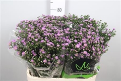 Ast Teeny Tiny Pink 80cm 30gram
