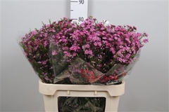 Chame Purple Rain 80cm 45gram 24