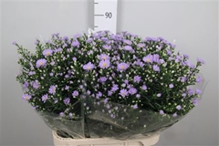 Ast Cassandra 85cm 40gram