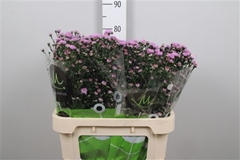 Ast Double Da Pink 80cm 25gram
