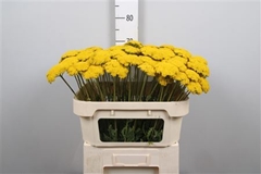 Achil F Park Variety 70cm