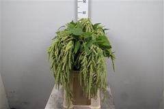 Amar Ca Green Pearls 80cm