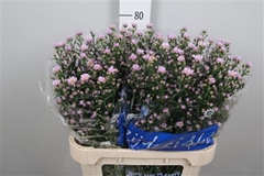 Ast Claudia 80cm 35gram