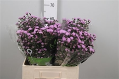 Ast Double Da Pink 60cm 15gram