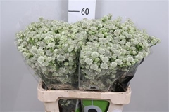 Astr Million Stars 60cm 33