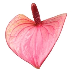 Anth A Summer Love 9cm Ø