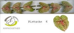 Anth A Pistache 13cm Ø