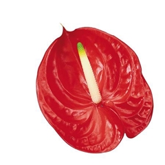 Anth A Tropical 13cm Ø