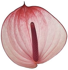 Anth A Maxima Elegan 13cm Ø