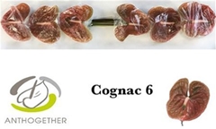 Anth A Cognac 13cm Ø
