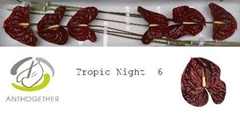 Anth A Tropic Night 13cm Ø