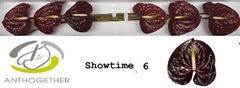 Anth A Showtime-oost- 13cm Ø