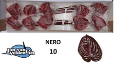 Anth A Nero 60cm 15cm Ø
